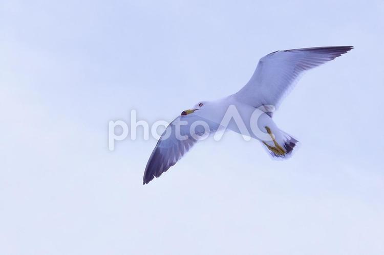 空を舞うカモメ　熱海港 カモメ,飛ぶ,鳥の写真素材