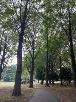 代々木公園の散歩道 代々木公園の散歩道の写真
