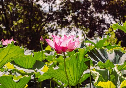 古代ハスの花6ー23 古代ハスの花6ー23の写真