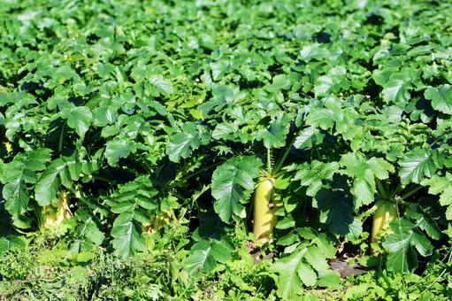 収穫時期の大根畑 大根,畑,収穫時期の写真素材