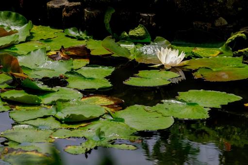 Photo, early summer, flower, water lily, 