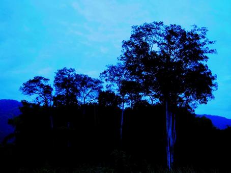 夕暮れと木の影 夕暮れと木の影の写真
