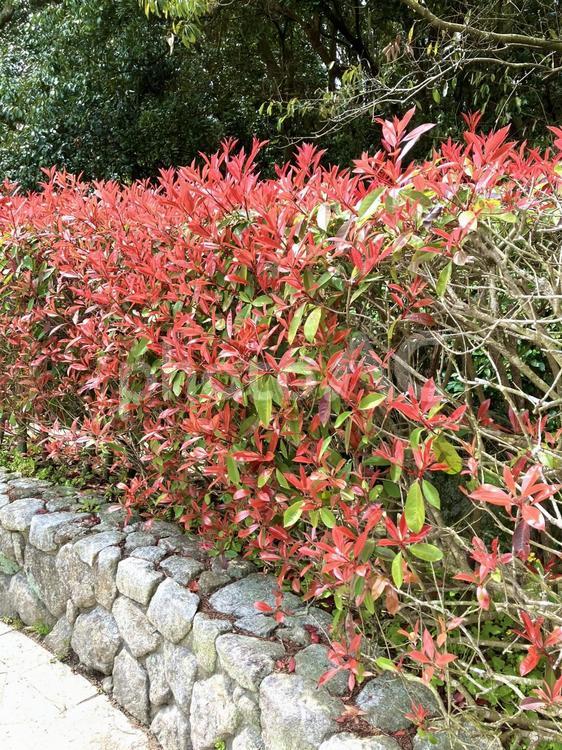 植物 葉,植物,赤の写真素材