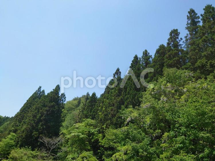 森林と青空 森林,青空,グリーンの写真素材