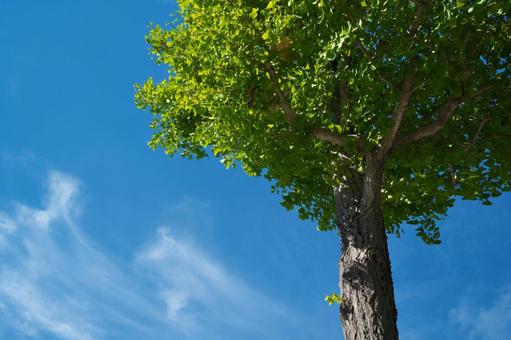 青空とイチョウ 青空とイチョウ 青空,空,イチョウの写真素材