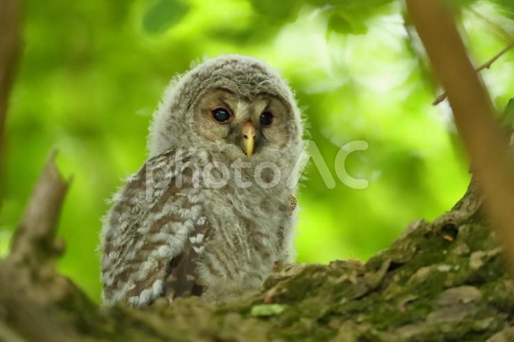 神社のフクロウ雛 フクロウ,雛,モフモフの写真素材