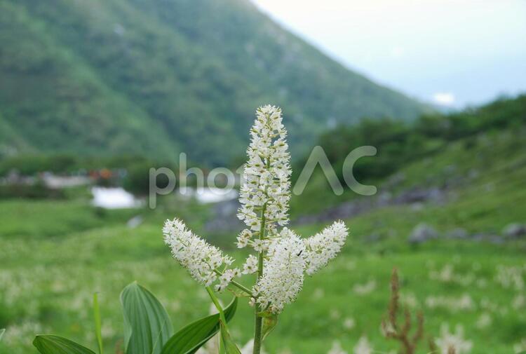 高山植物　コバイケソウ　中央アルプス駒ヶ岳 コバイケソウ,駒ヶ岳,高山植物の写真素材
