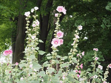 Hollyhock, JPG Hollyhock, JPG