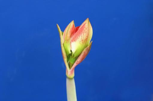 アマリリスの花 アマリリスの花 植物,花,アマリリスの写真素材