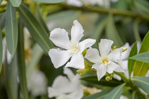 The dignified white oleander, JPG