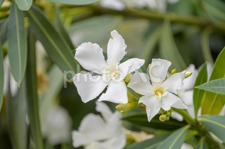 凛と咲く白い夾竹桃 夾竹桃,植物,花の写真素材