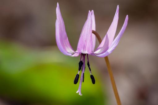 Photo, weed, katakuri, close-up, 