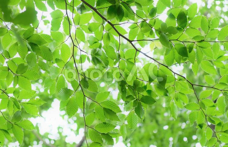 朝陽が透き通る新緑の情景 新緑,朝陽,朝の写真素材