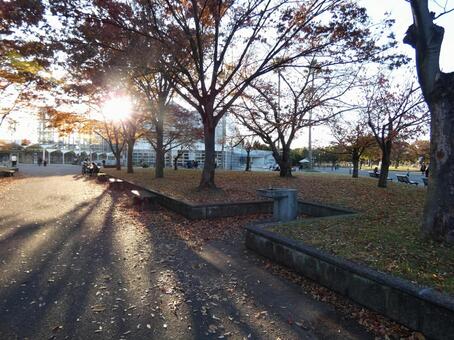 公園 公園,秋,木の影の写真素材