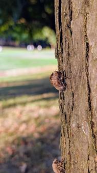 Photo, semi, scrap, natural, 