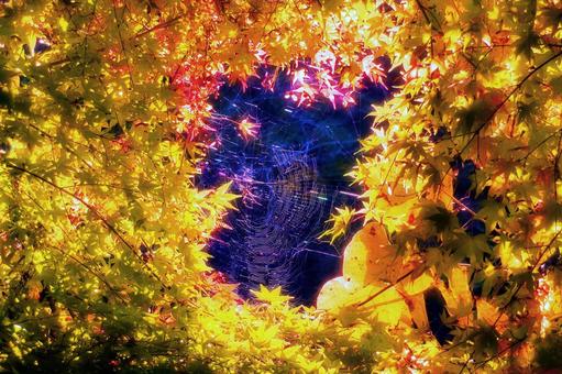 もみじの紅葉・ハート形・クモの巣 紅葉,もみじ,秋の写真素材