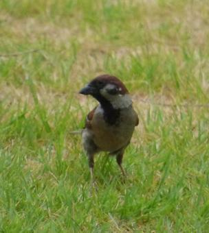 Sparrow 001, JPG
