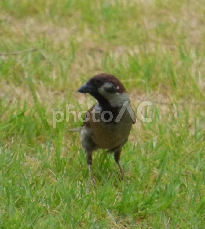 雀の子001 すずめ,鳥,草むらの写真素材