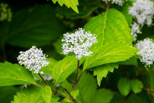 Photo, late spring, flower, core dusk, 