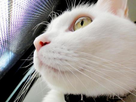 White cat looking outside through a screen door, JPG White cat looking outside through a screen door, JPG