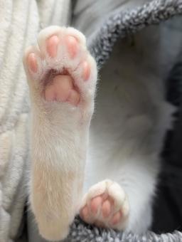 猫の後ろ足のアップ 猫の後ろ足のアップの写真