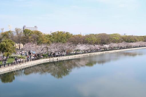Cherry blossoms, cherry blossoms, Yoshino cherry blossoms, spring flowers, blue sky, JPG Cherry blossoms, cherry blossoms, Yoshino cherry blossoms, spring flowers, blue sky, JPG