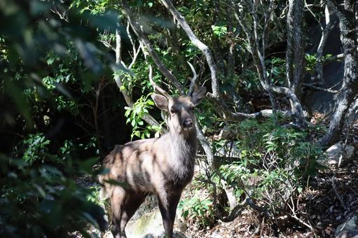 宮島の山の中で角の生えた鹿に会った風景 宮島,山,中の写真素材