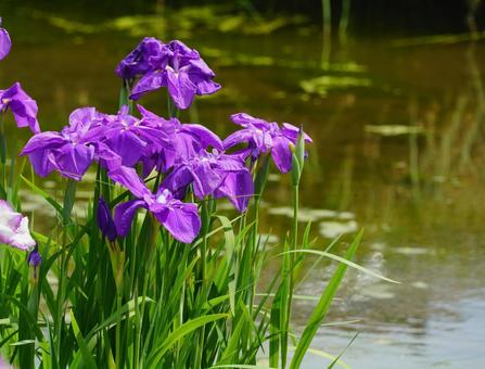 はな菖蒲 ハナショウブ,アヤメ科,多年草の写真素材