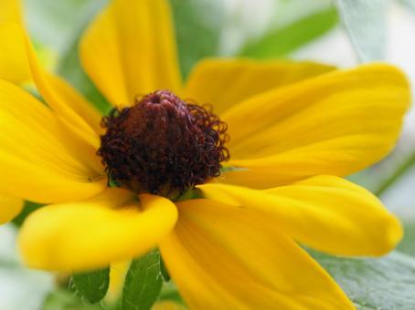 ルドベキア②の写真