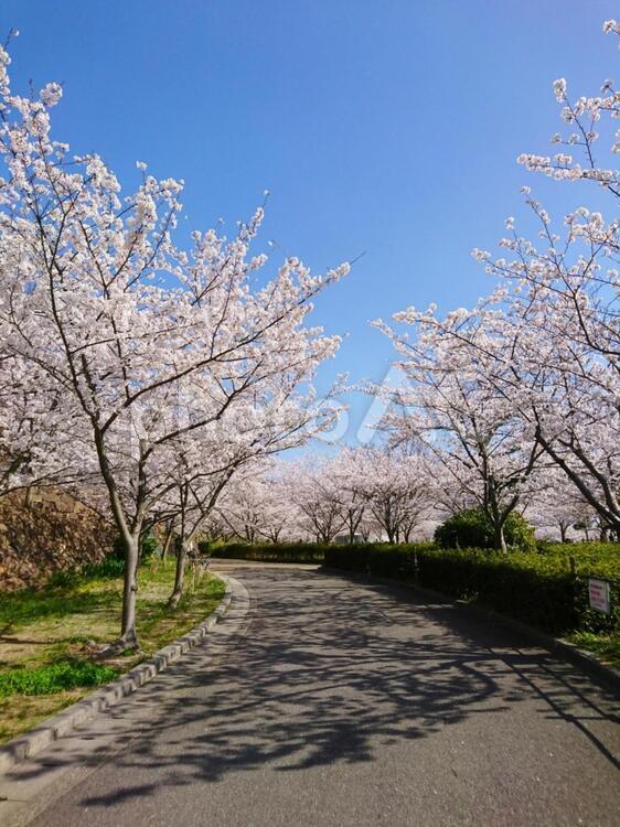 桜の道(縦) 桜,木,風景の写真素材