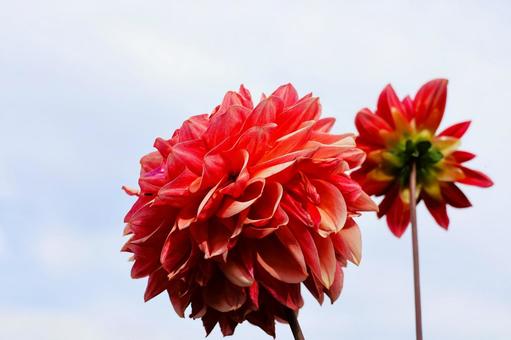 Photo, dahlia, flower, plant, 