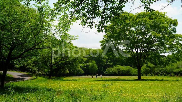 緑の中で遊ぶ家族 草原,緑,家族の写真素材