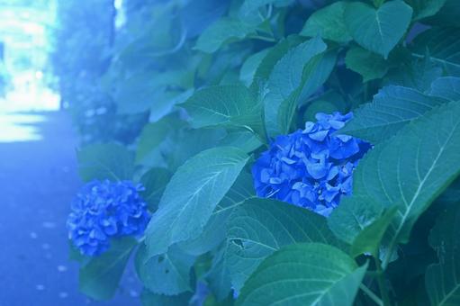Rainy season flowers blooming in the heat of summer, JPG Rainy season flowers blooming in the heat of summer, JPG