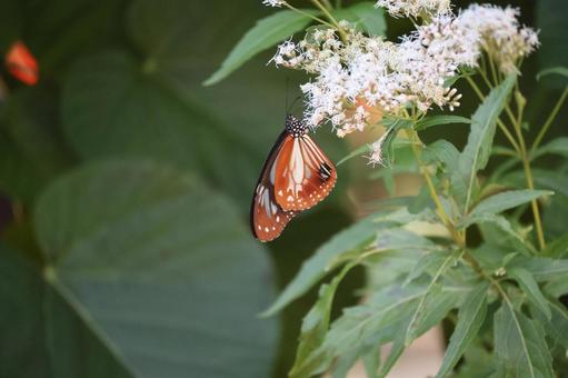 白い花で吸蜜するジョウオウマダラ蝶 白い,花,吸蜜の写真素材