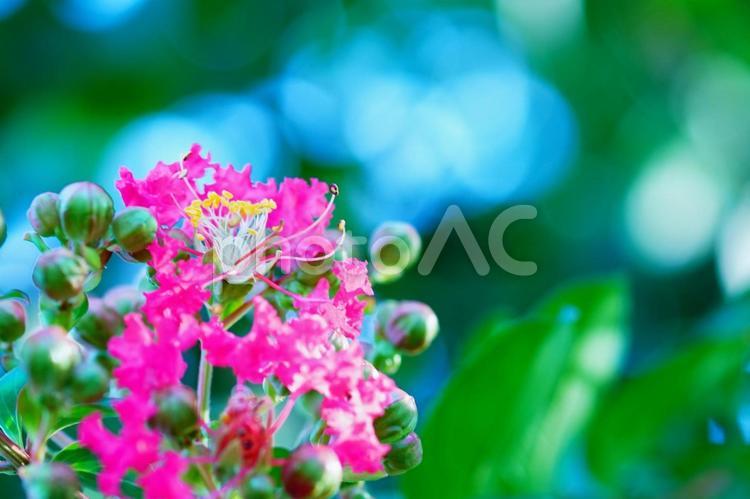 サルスベリ 花,百日紅,サルスベリの写真素材
