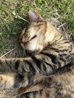 猫の寝顔 猫,可愛い,ふわふわの写真素材