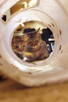 遊びに夢中な猫たちの好奇心 遊びに夢中な猫たちの好奇心の写真