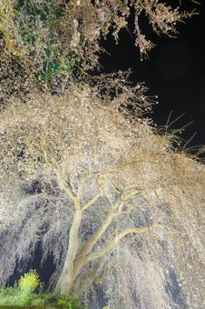 福岡-【法華原華庭園の桜】 福岡,桜,名所の写真素材