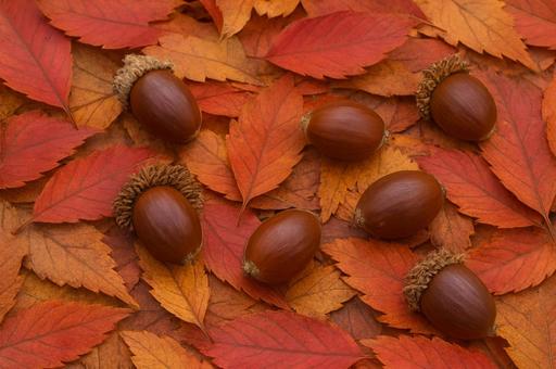 どんぐりの写真