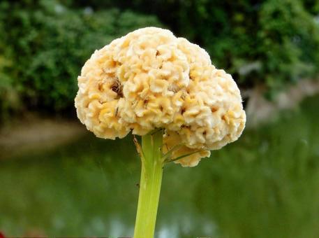 【花の写真】黄色いケイトウの花 ケイトウ,鶏頭,鶏冠の写真素材