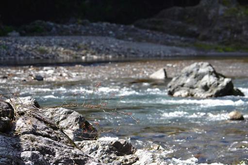Photo, natural, beautiful, summer, 