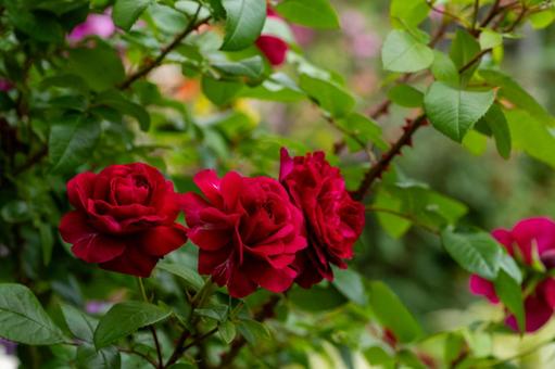 「愛情」が花言葉、赤い薔薇 「愛情」が花言葉、赤い薔薇の写真