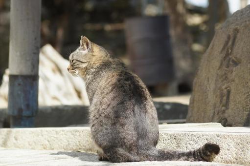 ねこ ねこの写真