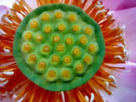 蓮の花と実のクローズアップ 蓮の花と実のクローズアップの写真