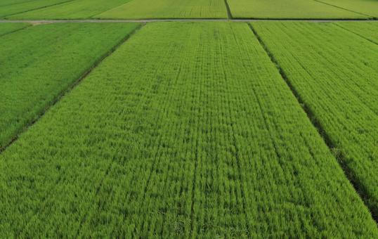 高台から見下ろす幾何学模様みたいな稲 稲,田んぼ,水田の写真素材