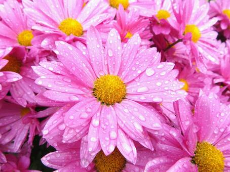 水滴の付いた菊の花 水滴,菊の花,菊の写真素材
