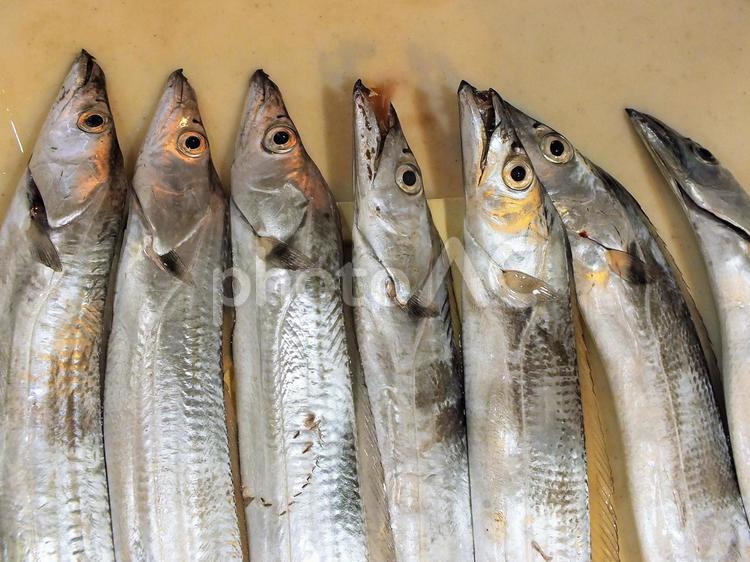 太刀魚の頭の部分 魚,太刀魚,銀色の写真素材