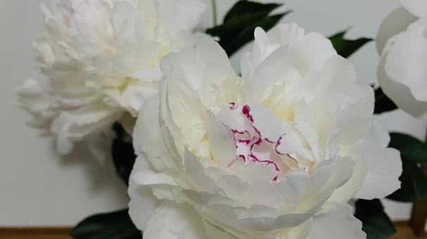 Photo, peony root, peony, flower, 
