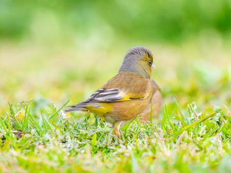 地面を歩くカワラヒワ 地面を歩くカワラヒワの写真