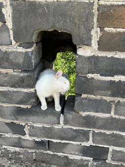 野良猫 野良猫 猫,野良猫,白い猫の写真素材